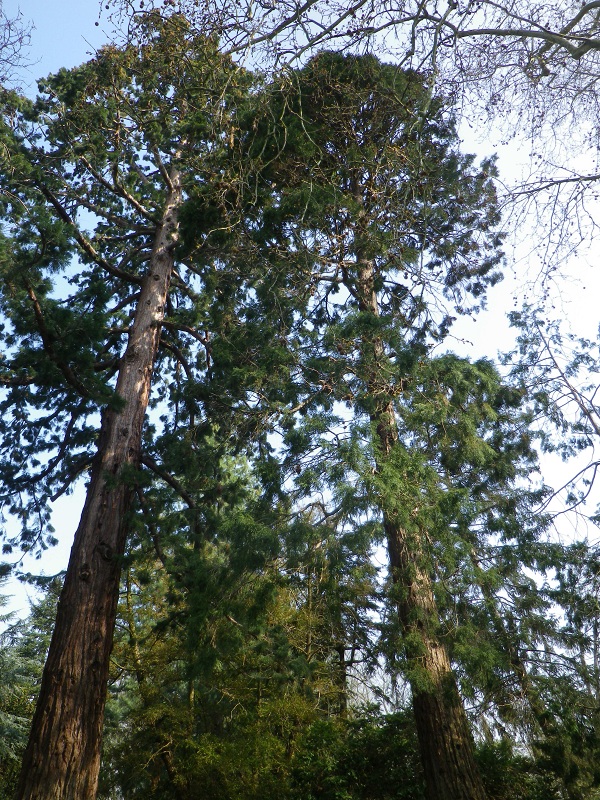 Séquoias géants à l'arboretum d'Angers
